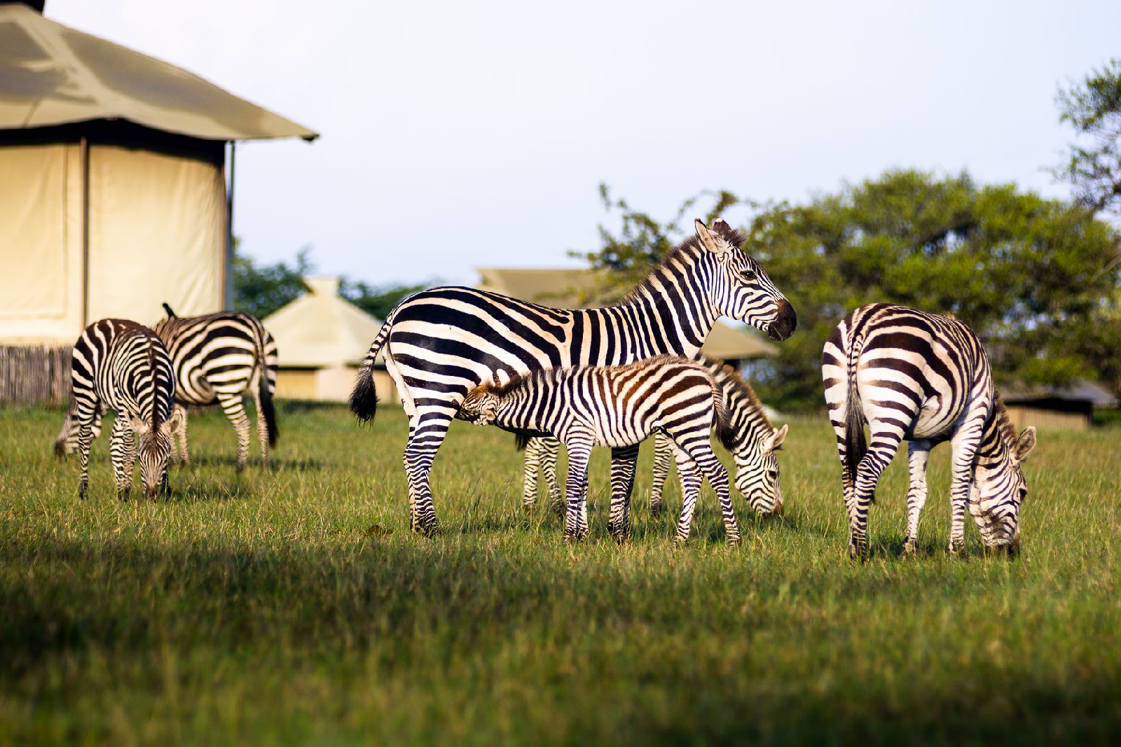 Zebras grazing at Singita Sabora Tented Camp in Tanzania