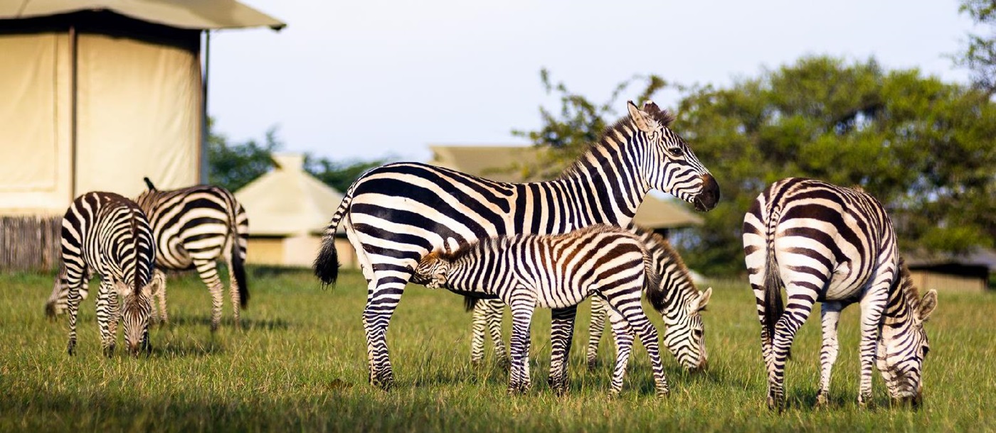 Zebras grazing at Singita Sabora Tented Camp in Tanzania