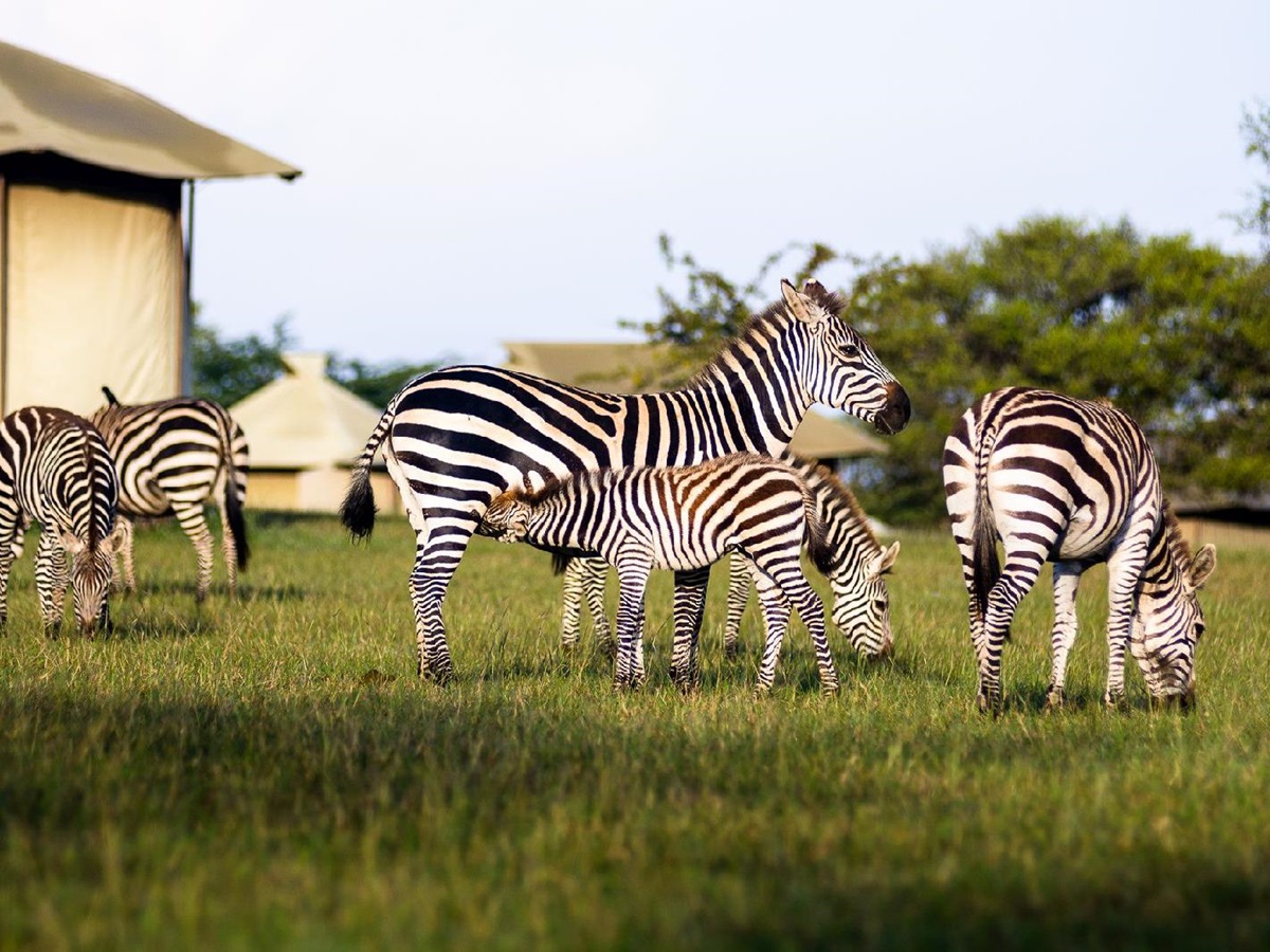 Zebras grazing at Singita Sabora Tented Camp in Tanzania
