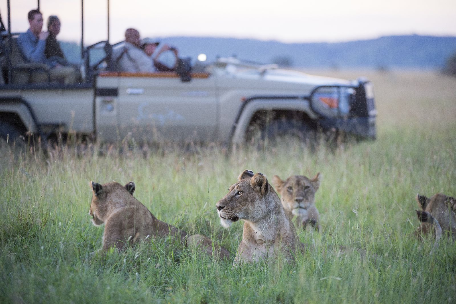 Lions spotted on game drive from Singita Sasakwa Lodge in Tanzania