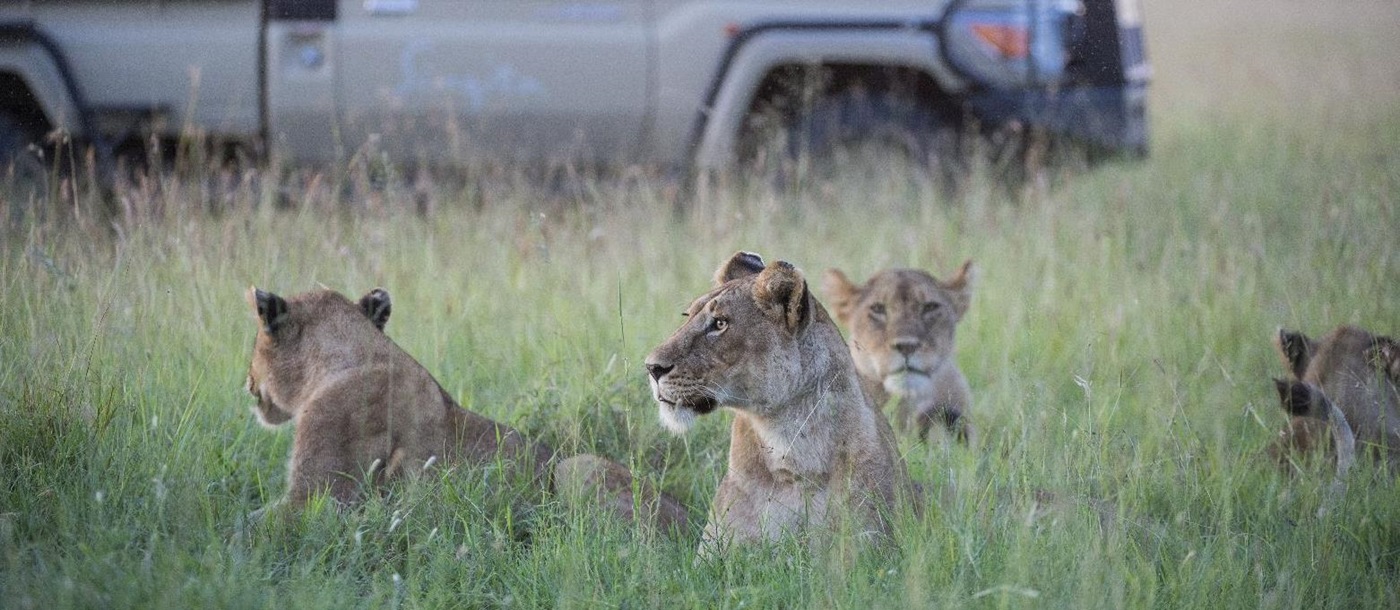 Lions spotted on game drive from Singita Sasakwa Lodge in Tanzania