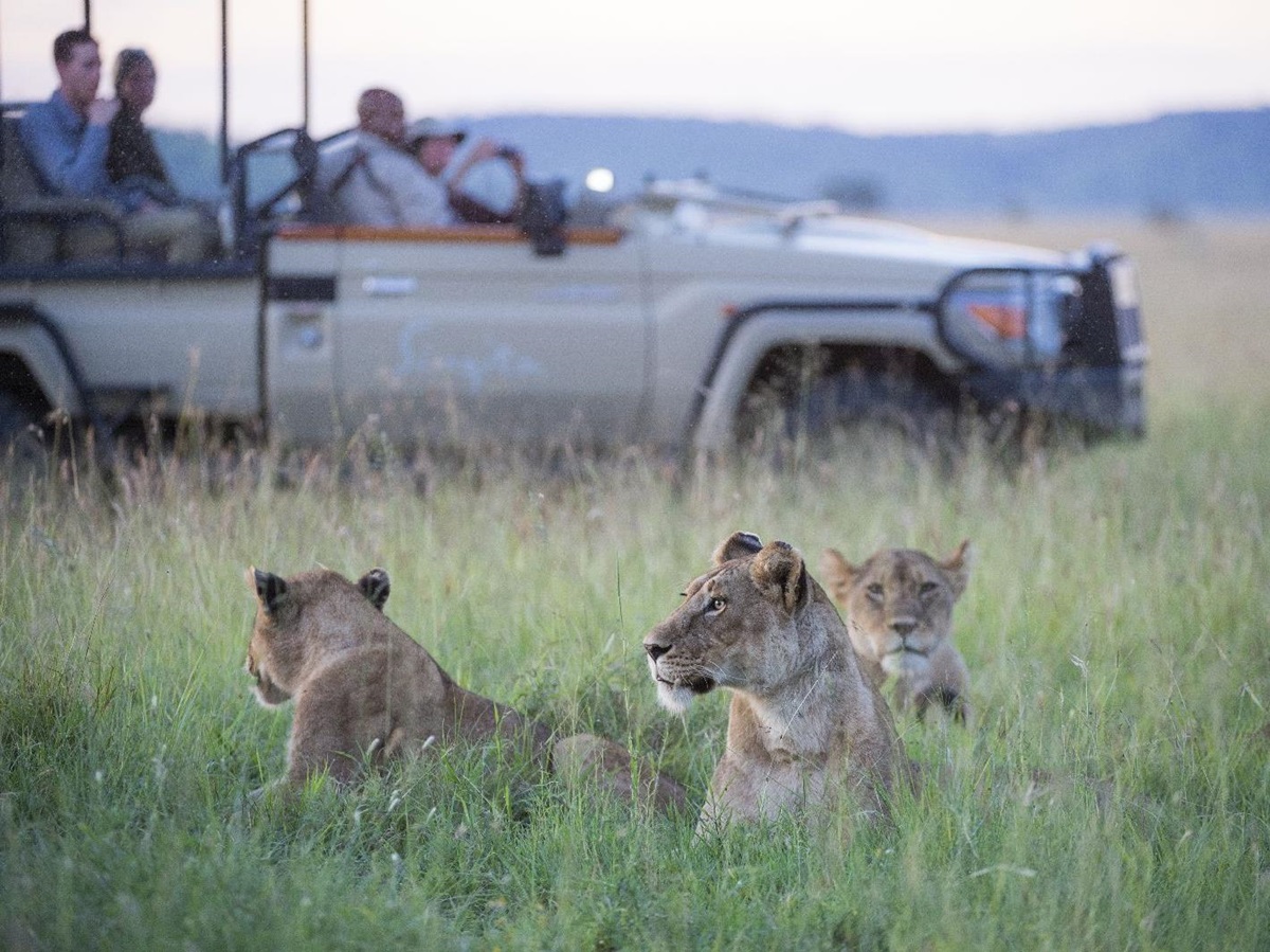 Lions spotted on game drive from Singita Sasakwa Lodge in Tanzania