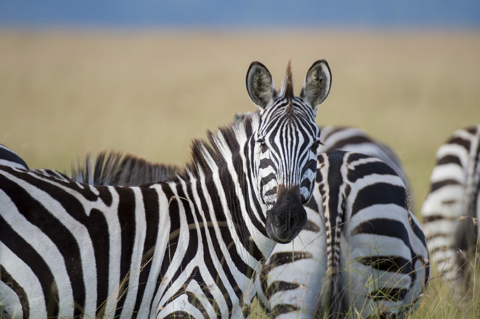 Zebras seen near Singita Sasakwa Lodge in Tanzania