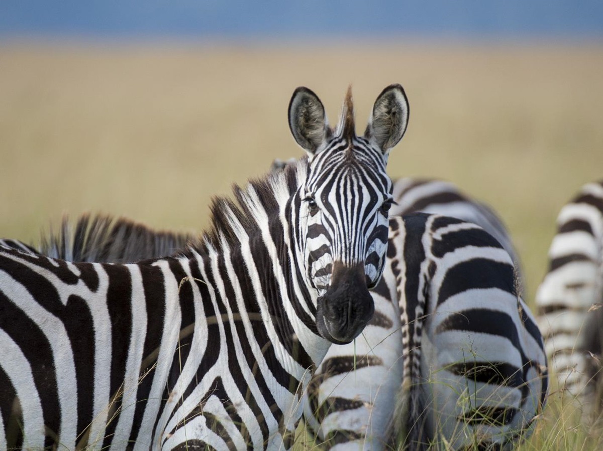 Zebras seen near Singita Sasakwa Lodge in Tanzania