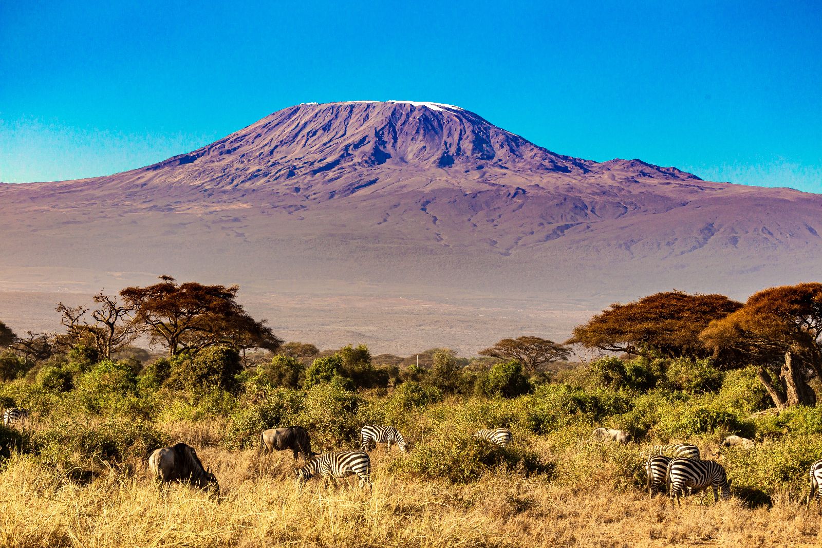 Zebra and wildebeest grazing in the shadow of Mount Kilimanjaro in Tanzania