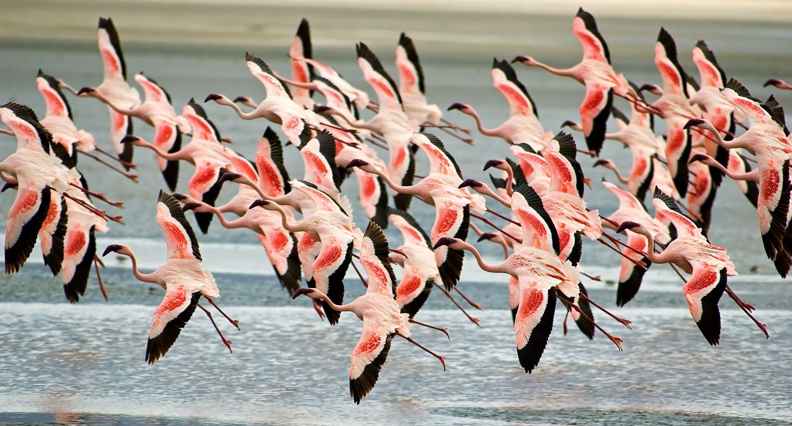Flamingoes in flight in the Ngorogoro Crater region of Tanzania