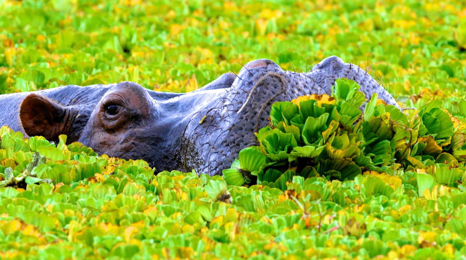 Close up of a hippo swimming in the Ngorogoro Crater region of Tanzania