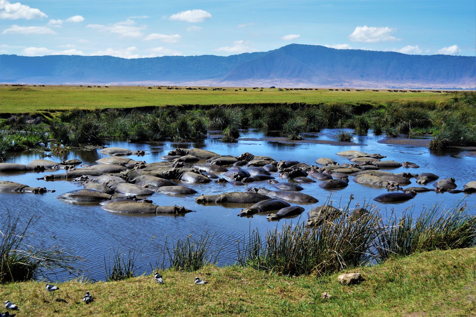 Hippos bathing in a river in the Ngorongoro Crater region of Tanzania