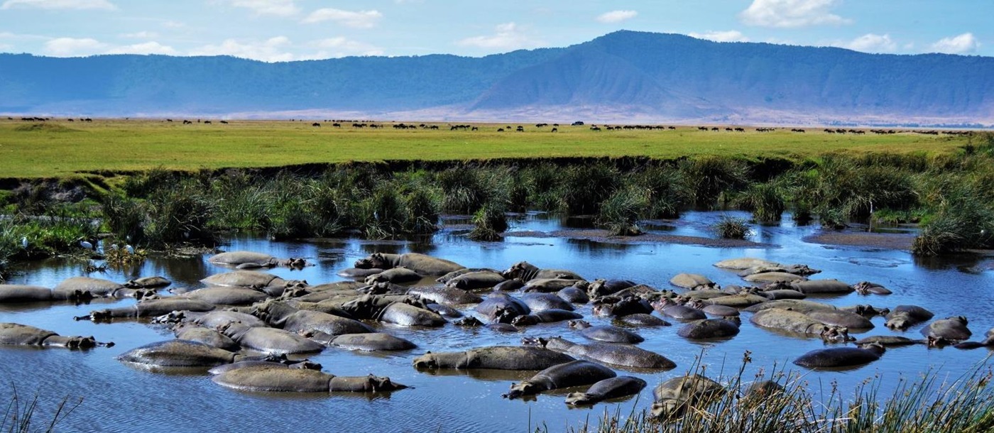 Hippos bathing in a river in the Ngorogoro Crater region of Tanzania