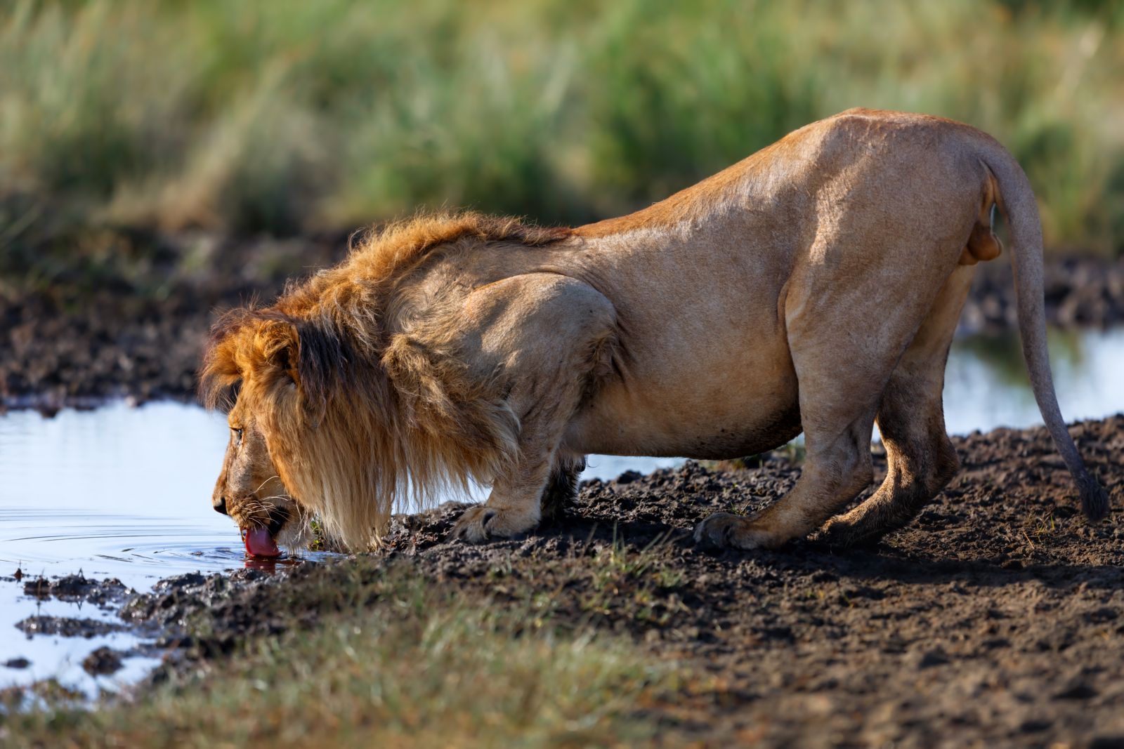 Male lion drinking from a river in the Ngorongoro Crater region of Tanzania