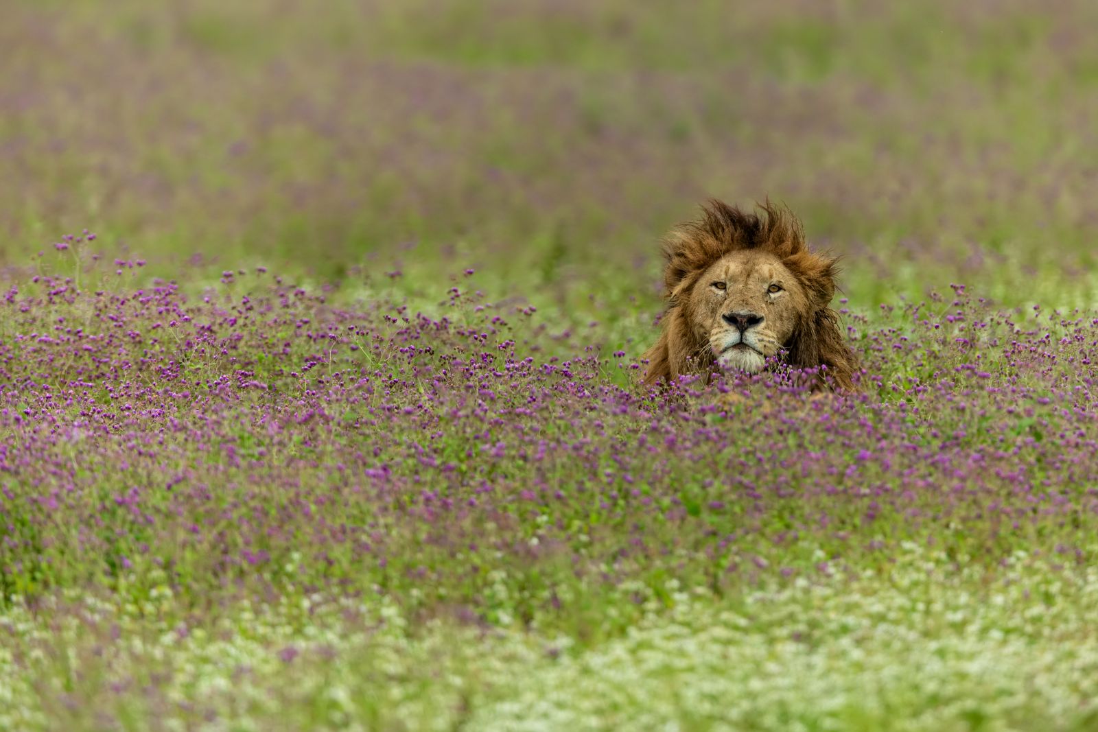 A male lion partially concealed by grasslands in the Ngorongoro Crater region of Tanzania