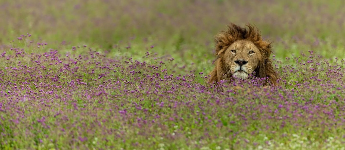 A male lion partially concealed by grasslands in in the Ngorogoro Crater region of Tanzania