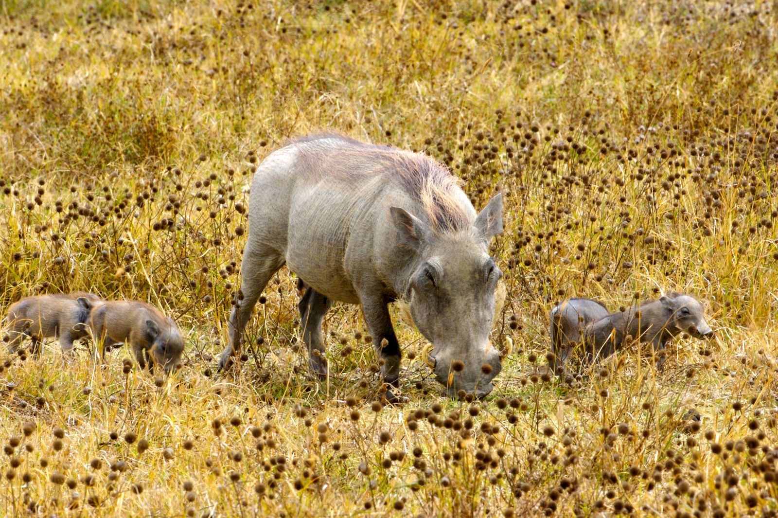 A warthog grazing in the grasslands in the Ngorongoro Crater region of Tanzania