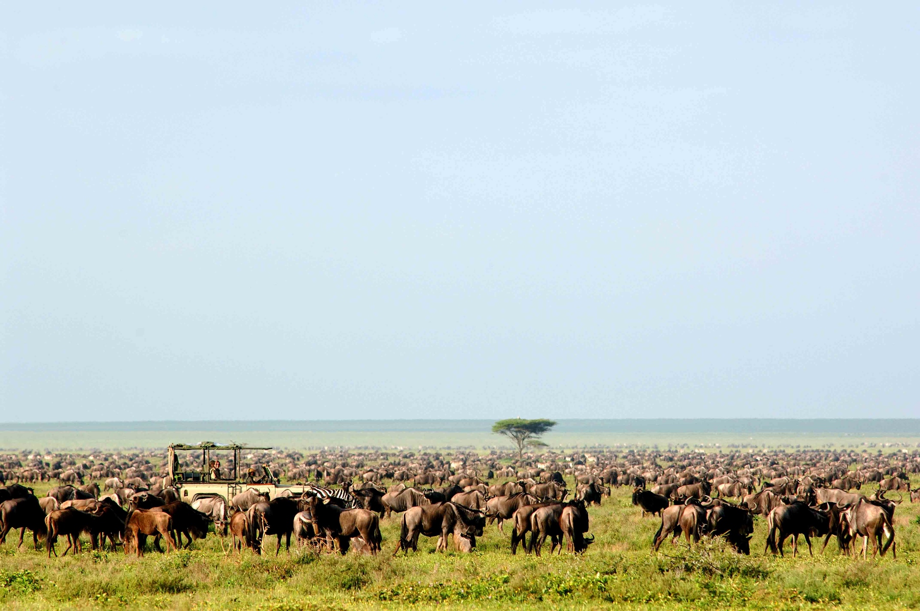 A game drive from Serengeti Safari Camp