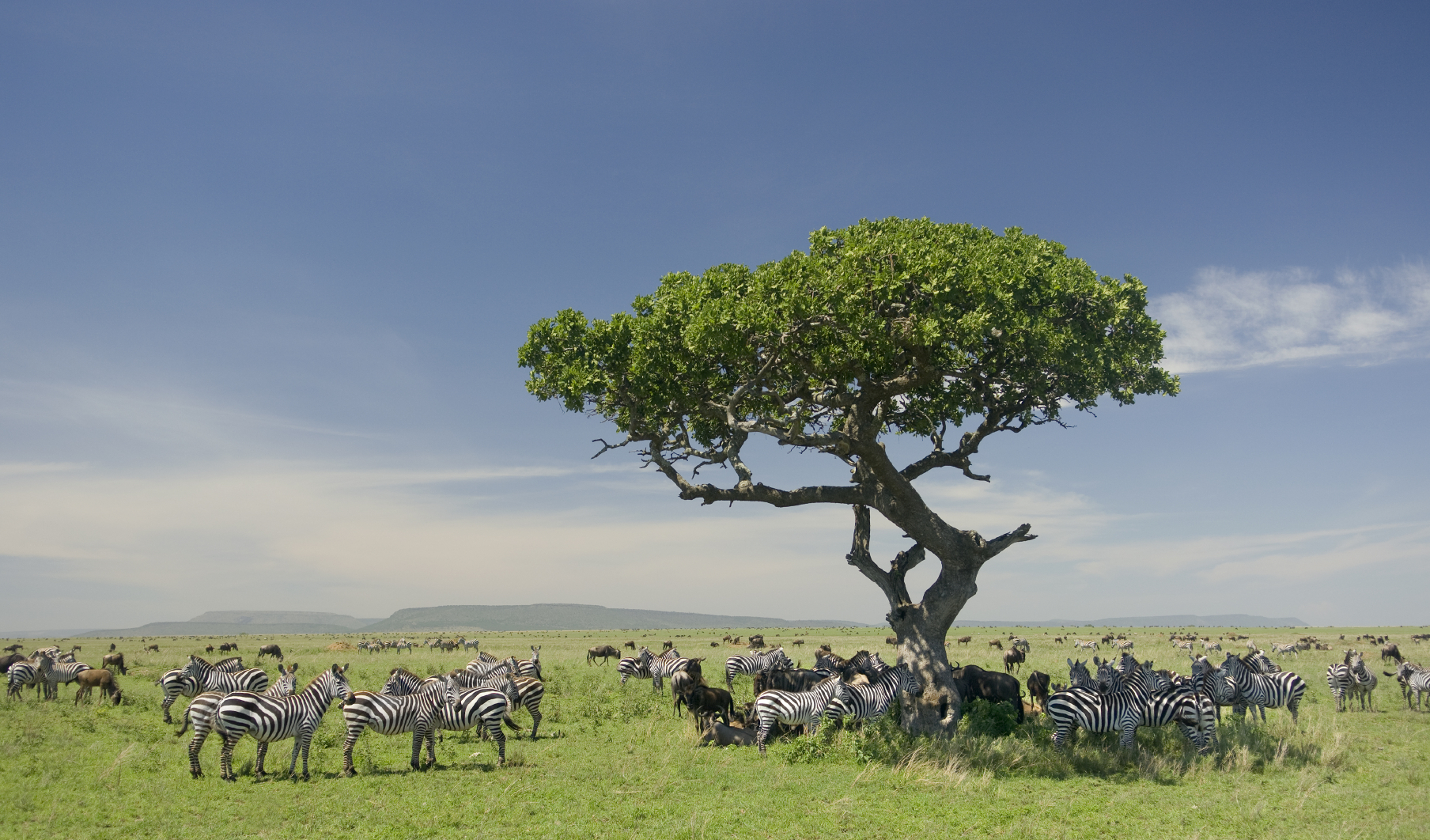 The serengeti in Tanzania