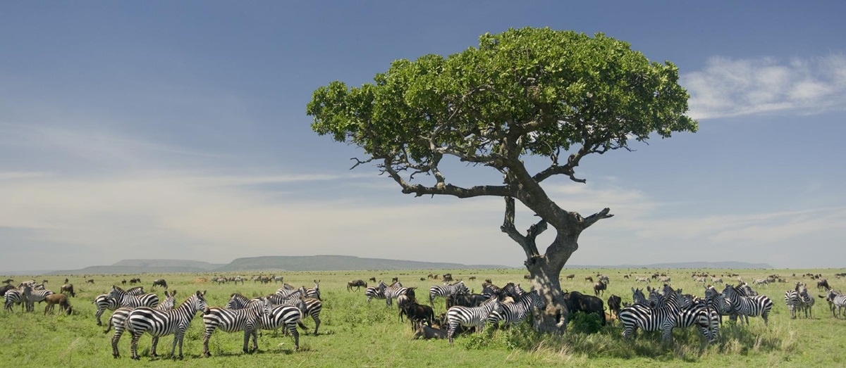 The Serengeti in Tanzania