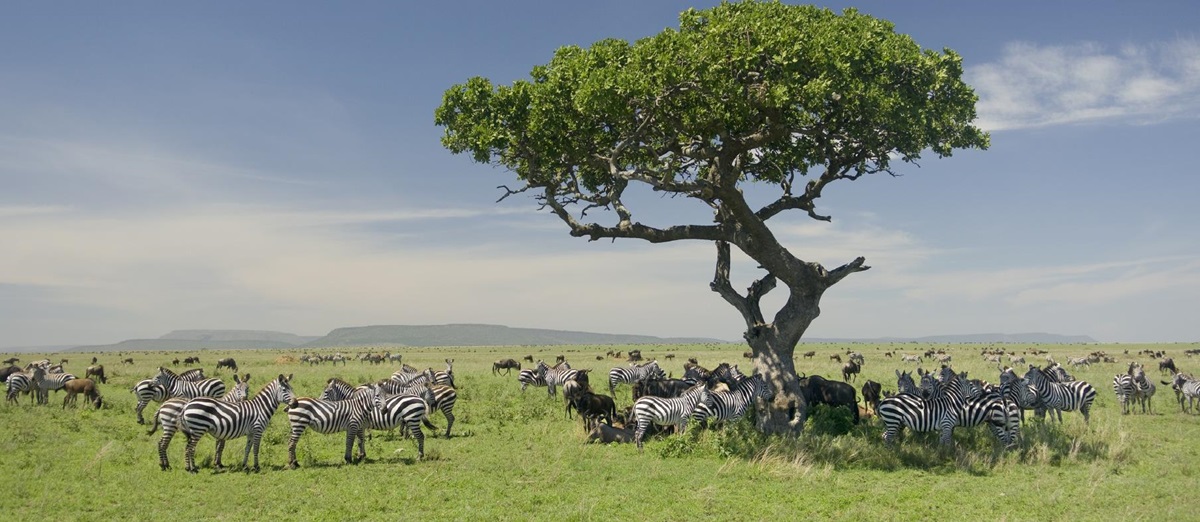 The Serengeti in Tanzania