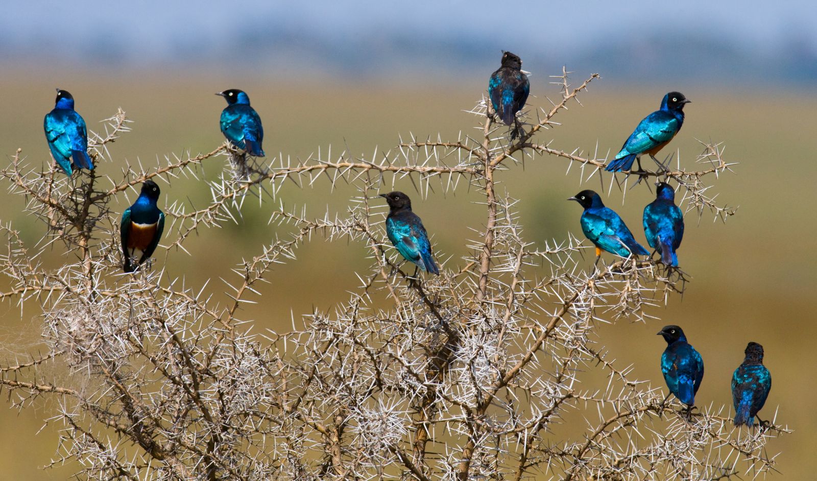 Bright blue starlings perched at the top of a tree in the Ngorogoro Crater region of Tanzania