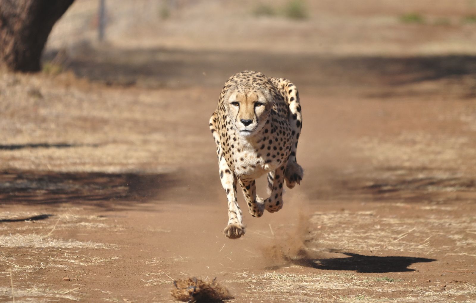 Action shot of a cheetah running at great speed in the Ngorongoro Crater region of Tanzania