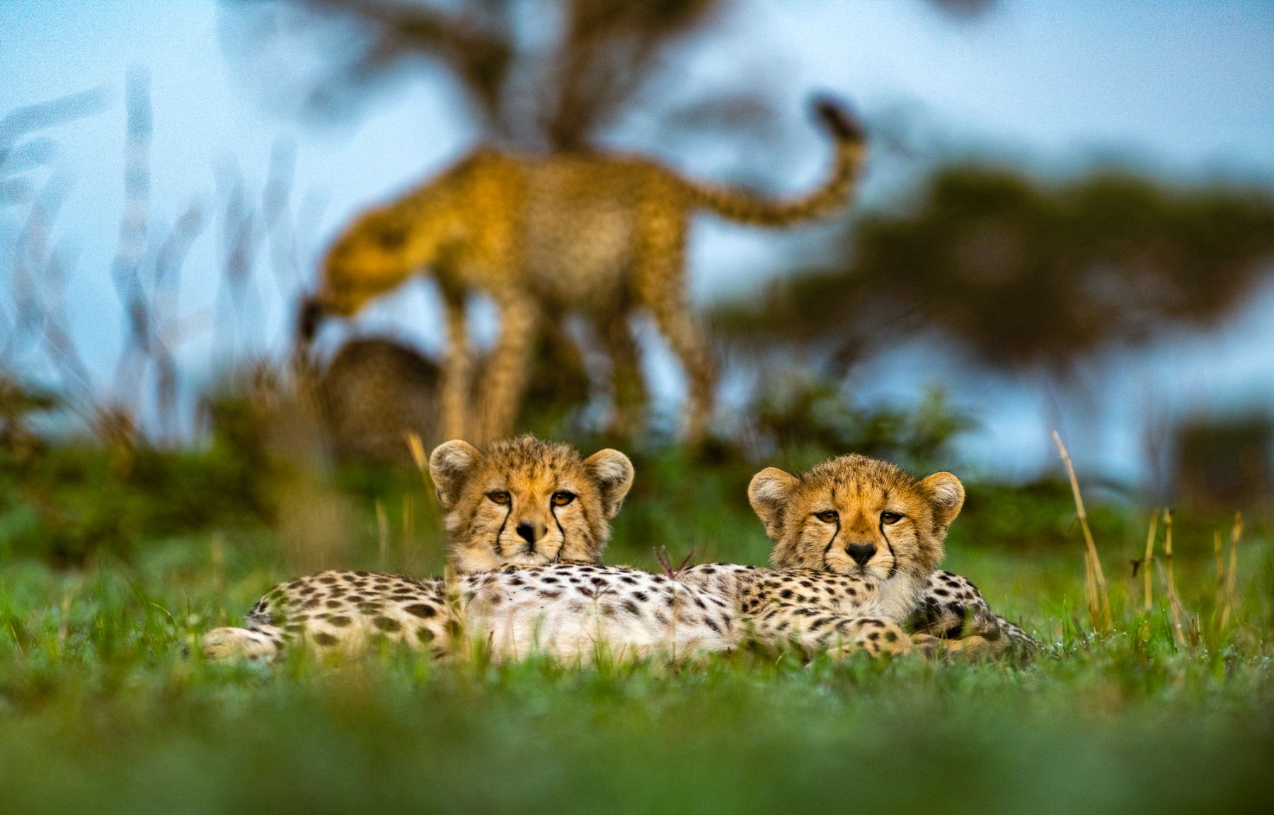 Cheetahs spotted on the grounds of Singita Serengeti House in Tanzania