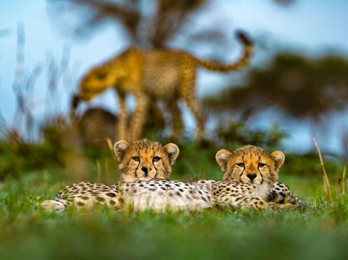 Cheetahs spotted on the grounds of Singita Serengeti House in Tanzania