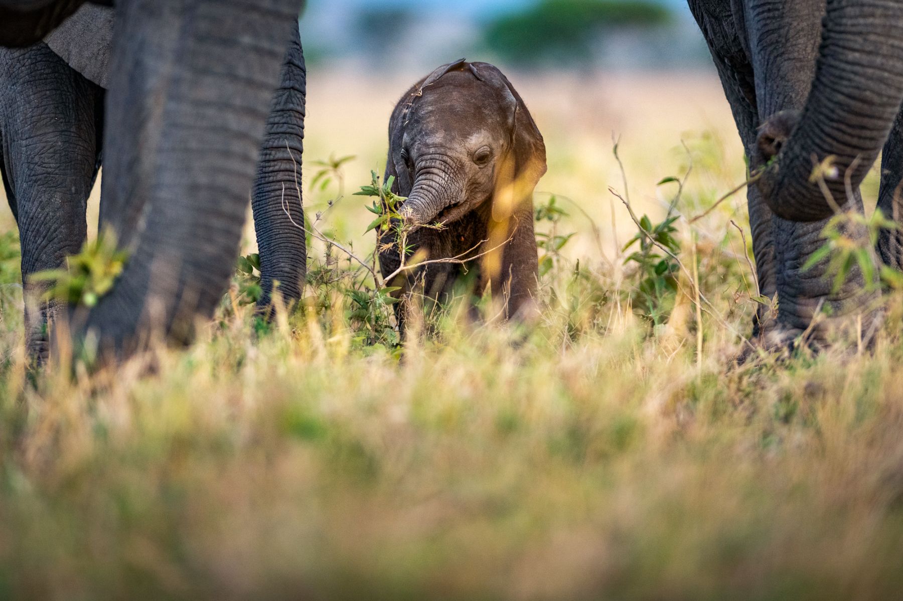 A baby elephants spotted with its parents on the grounds of Singita Serengeti House in Tanzania