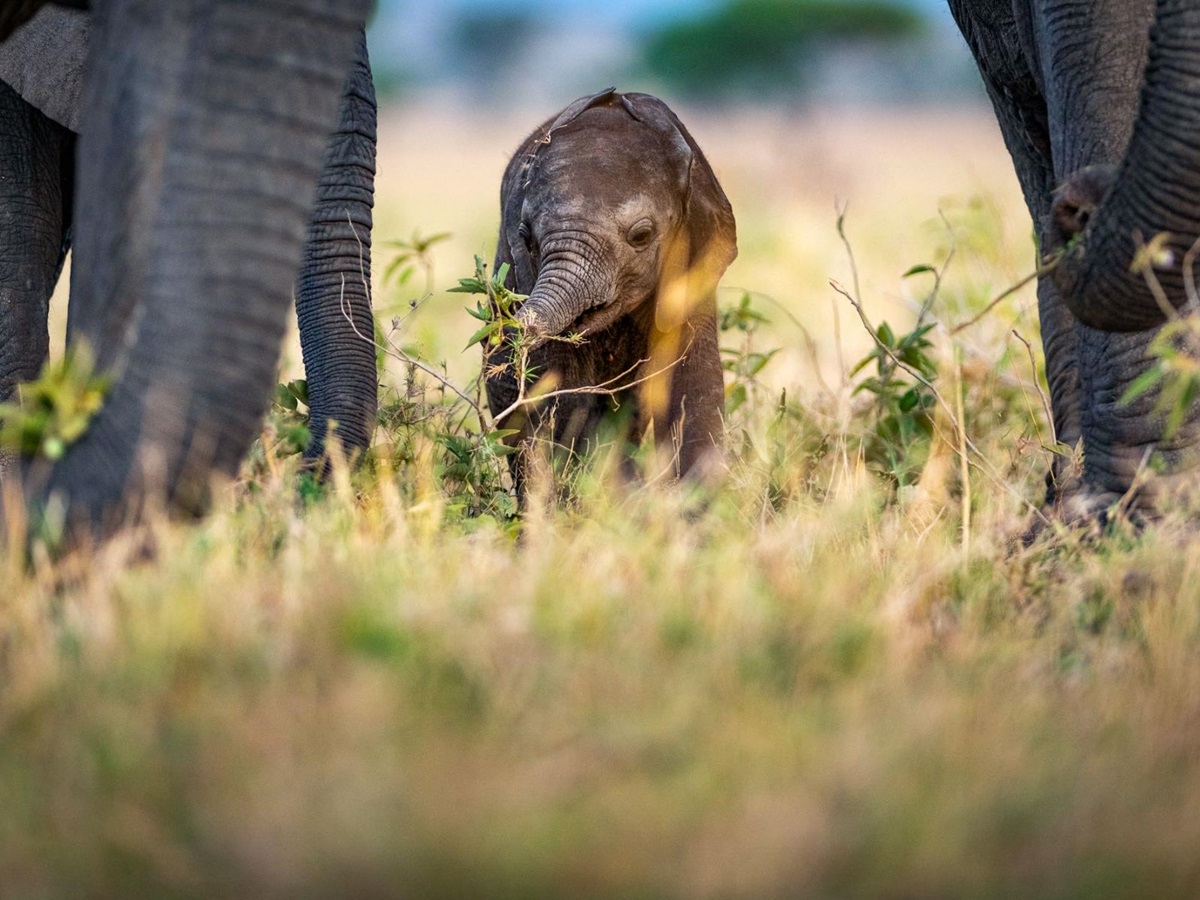 A baby elephants spotted with its parents on the grounds of Singita Serengeti House in Tanzania