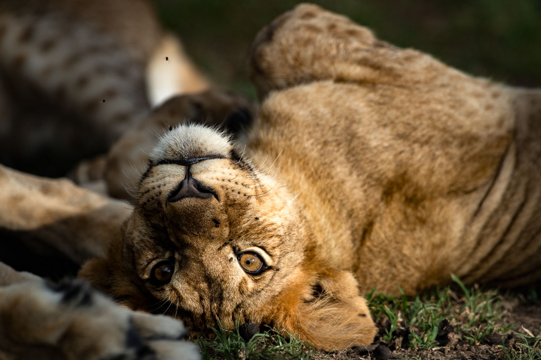 A lioness spotted on the grounds of Singita Serengeti House in Tanzania