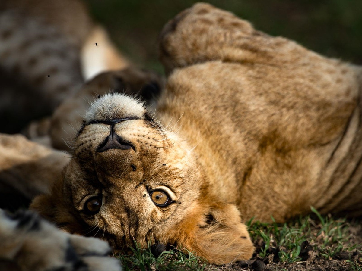 A lioness spotted on the grounds of Singita Serengeti House in Tanzania