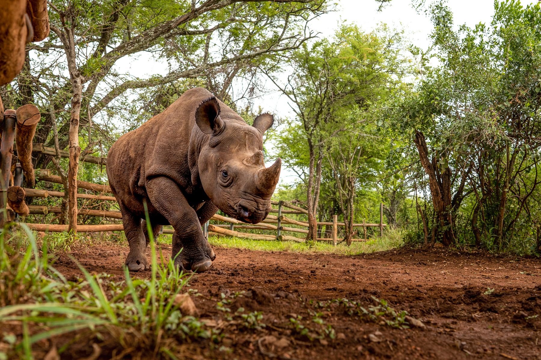 A rhino on the grounds of Singita Serengeti House in Tanzania
