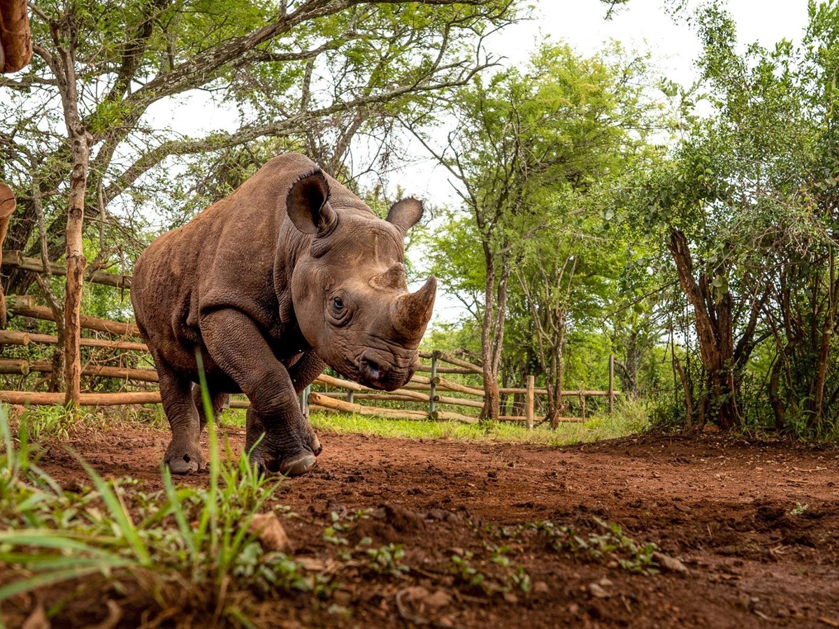 A rhino on the grounds of Singita Serengeti House in Tanzania