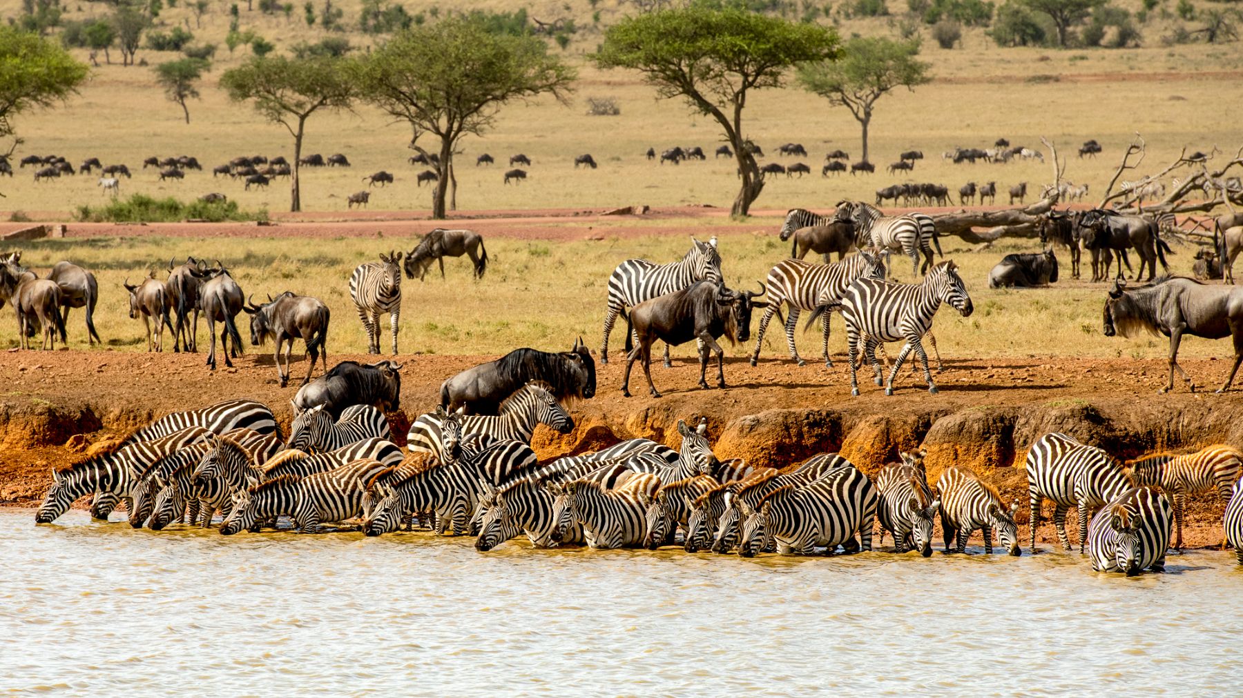 Wildebeest and zebra drinking from the river near Singita Serengeti House in Tanzania