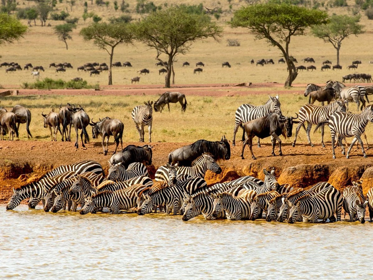 Wildebeest and zebra drinking from the river near Singita Serengeti House in Tanzania
