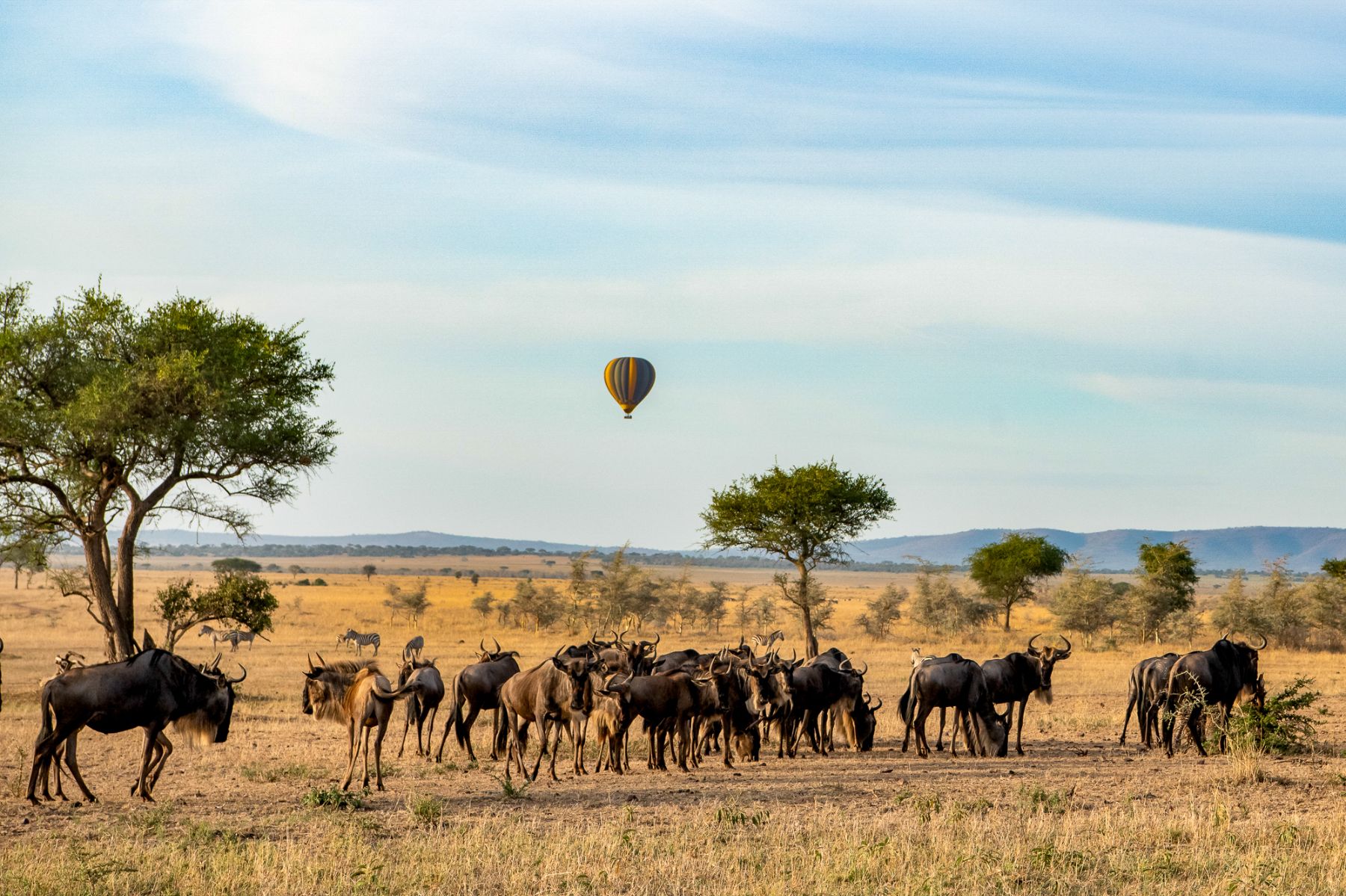 A hot air balloon over a herd of wildebeest on the grounds of Singita Serengeti House in Tanzania