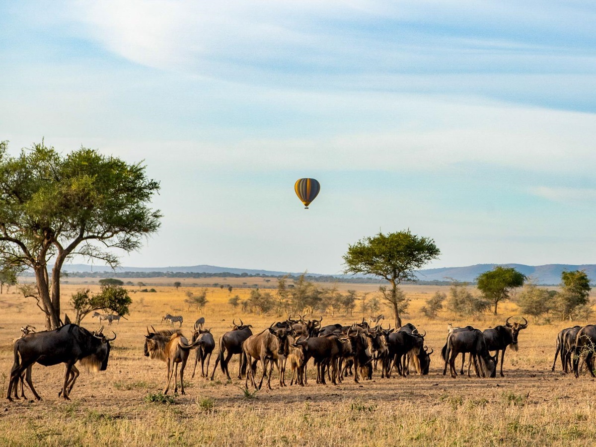 A hot air balloon over a herd of wildebeest on the grounds of Singita Serengeti House in Tanzania