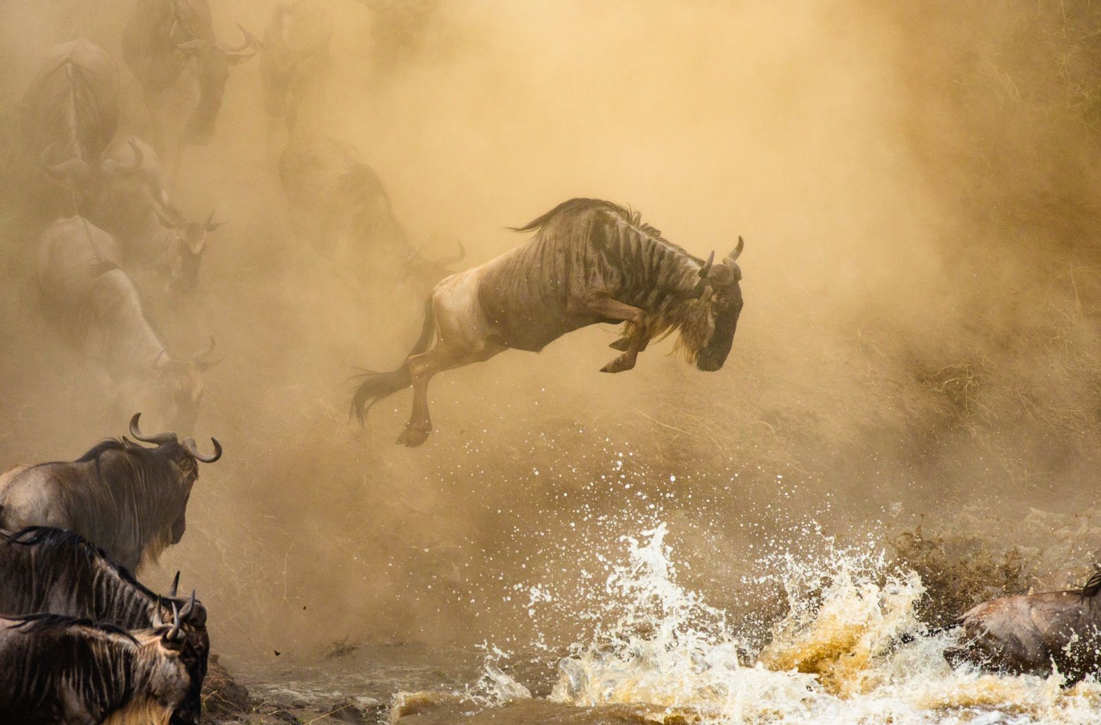Action shot of a wildebeest leaping from a river bank on the Great Migration in Tanzania