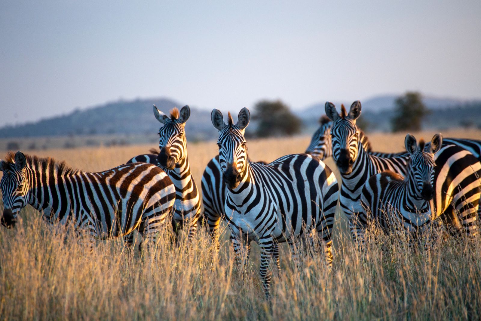 Zebras in Tanzania at sunset