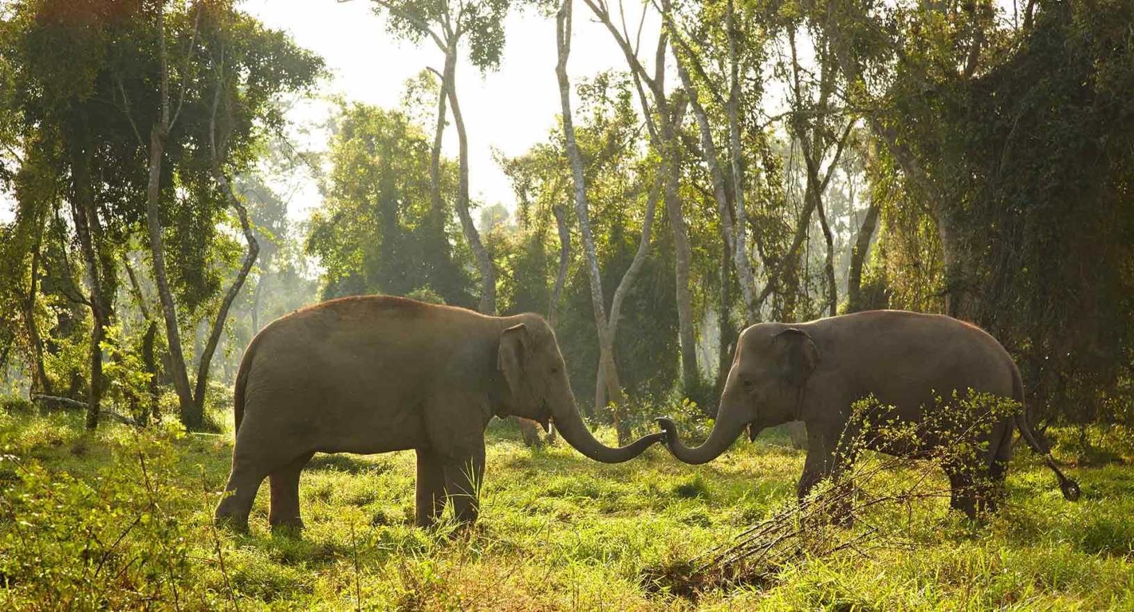 Two elephants in Thai forest near Chiang Mai