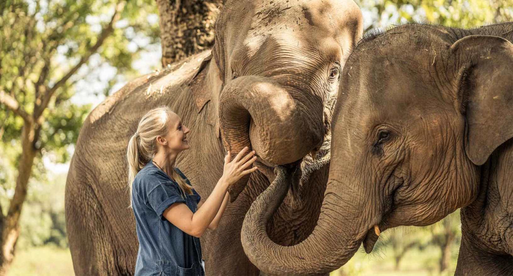 Elephant encounter at Golden Triangle Asian Elephant Foundation