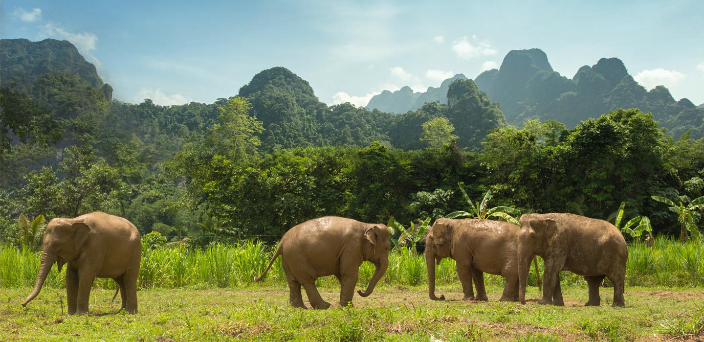 elephants freely roaming near river of the elephant hills camp, thailand