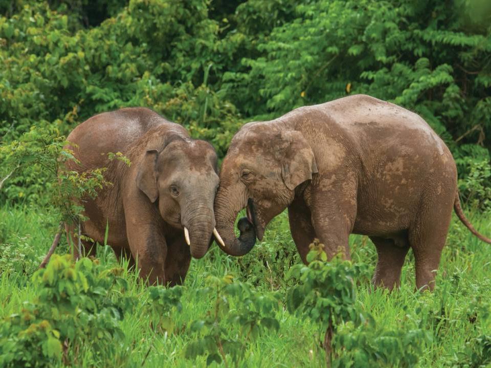 Elephants on the grounds of Four Seasons Tented Camp Golden Triangle in Chiang Rai