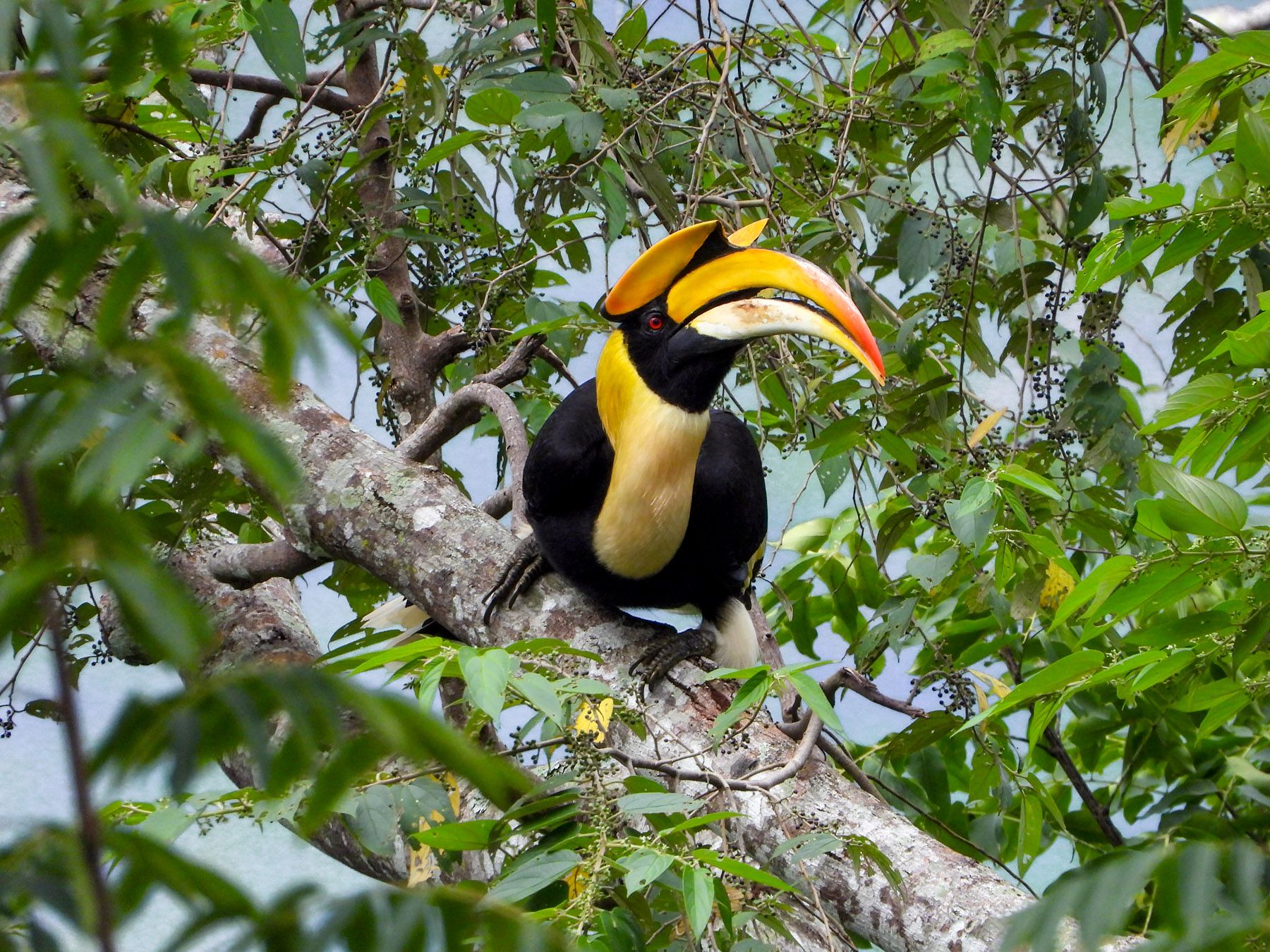 A hornbill spotted in the canopy above Intercontinental Khao Yai Resort in Thailand