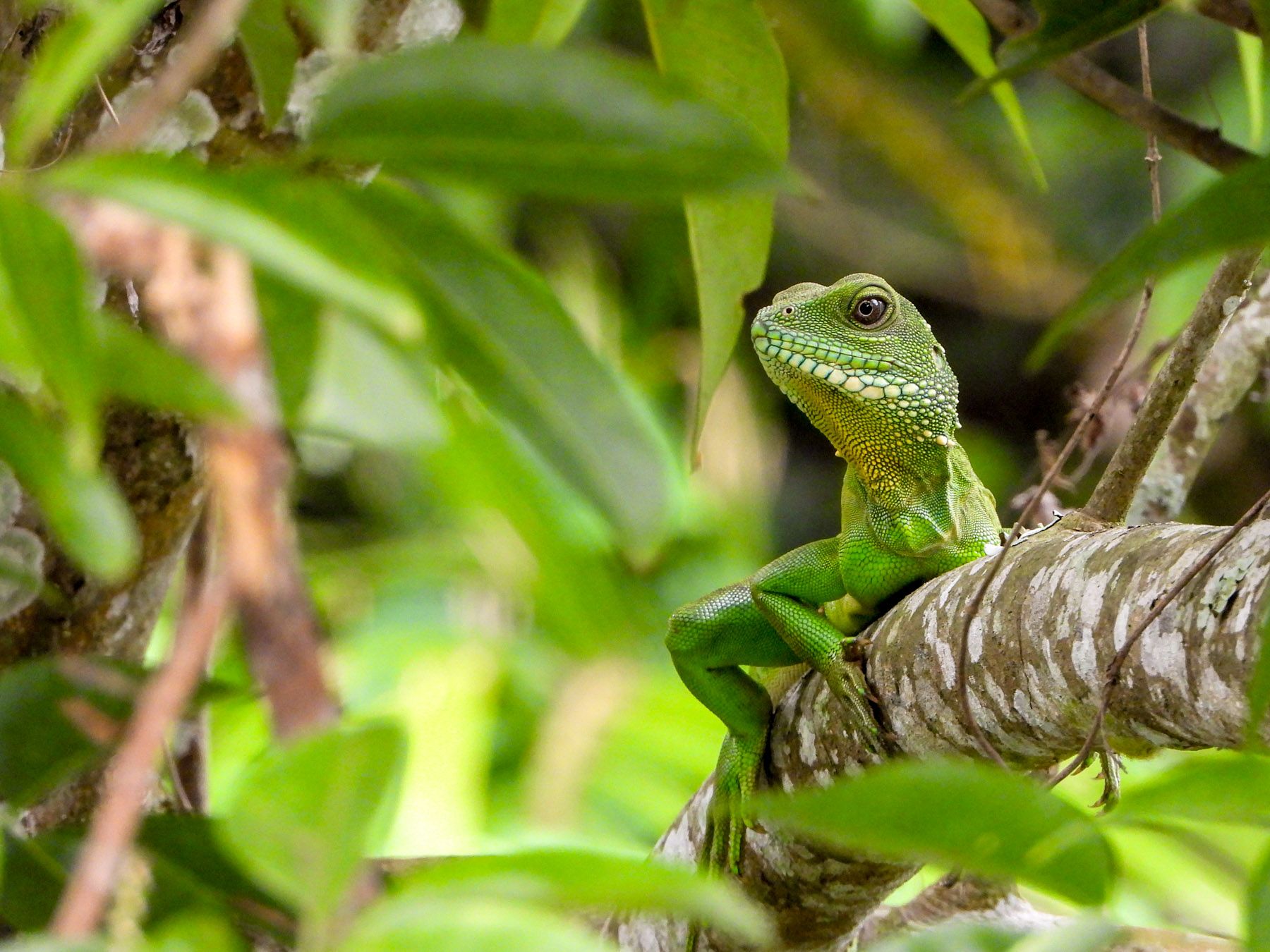 Lizard spotted in the trees near Intercontinental Khao Yai Resort in Thailand