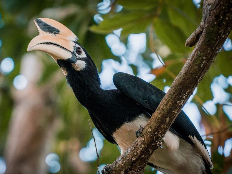 A hornbill perking in a tree