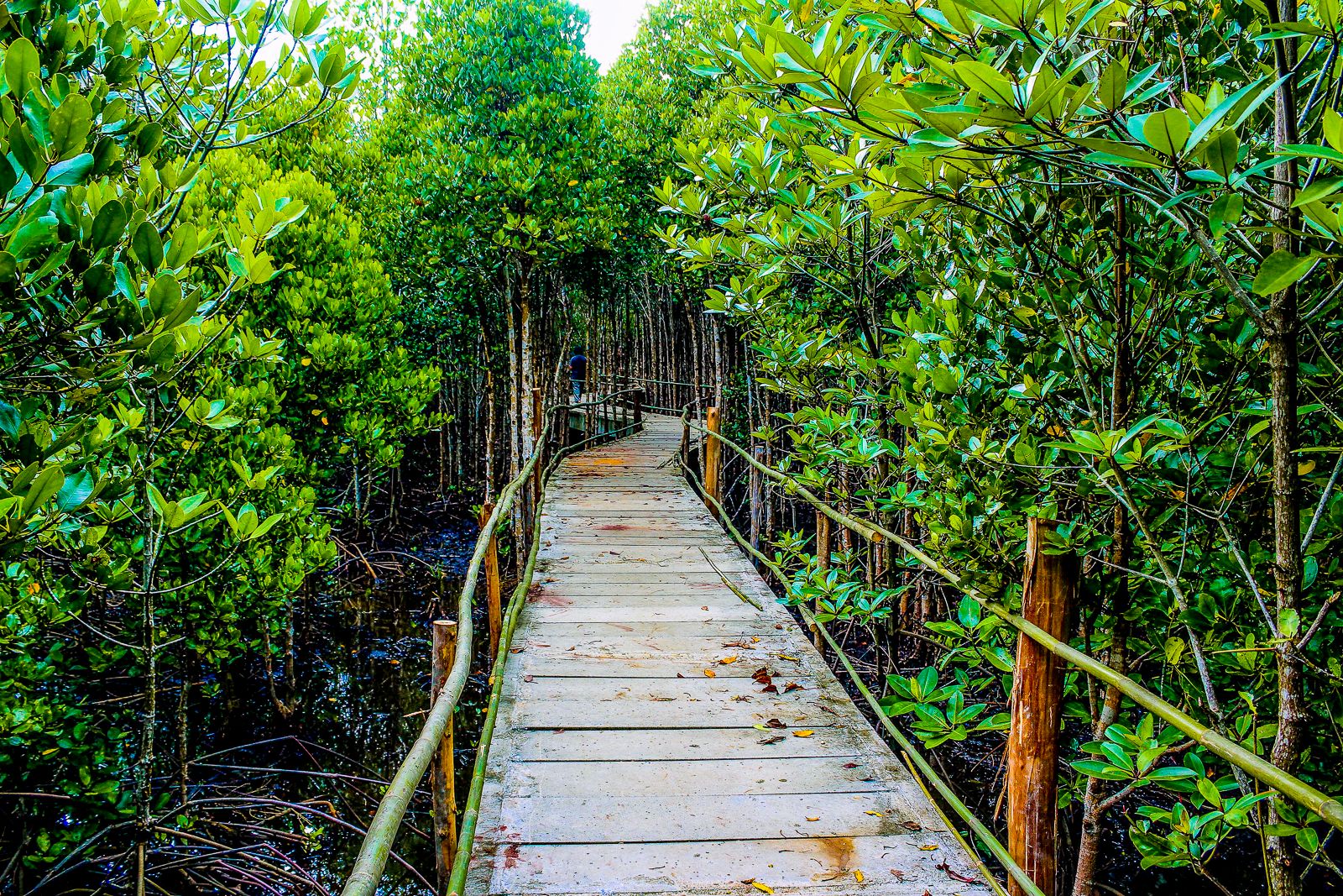 Pathway at Bang Krachao in Bangkok