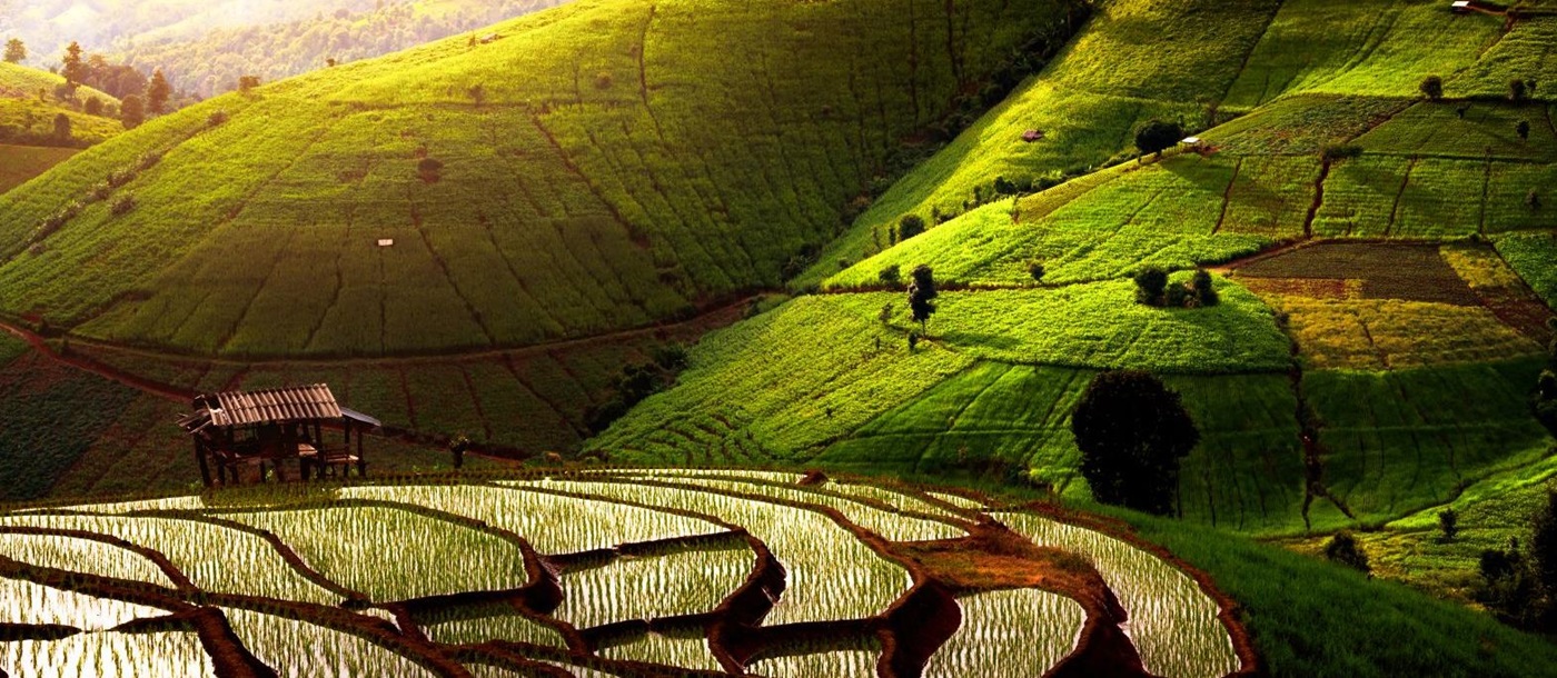 Rolling green rice plantations close to Chiang Mai in Thailand