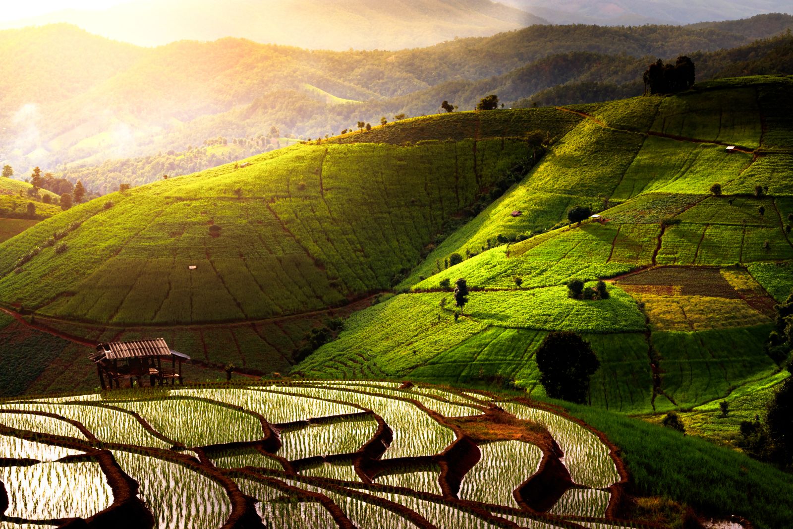 Rolling green rice plantations close to Chiang Mai in Thailand