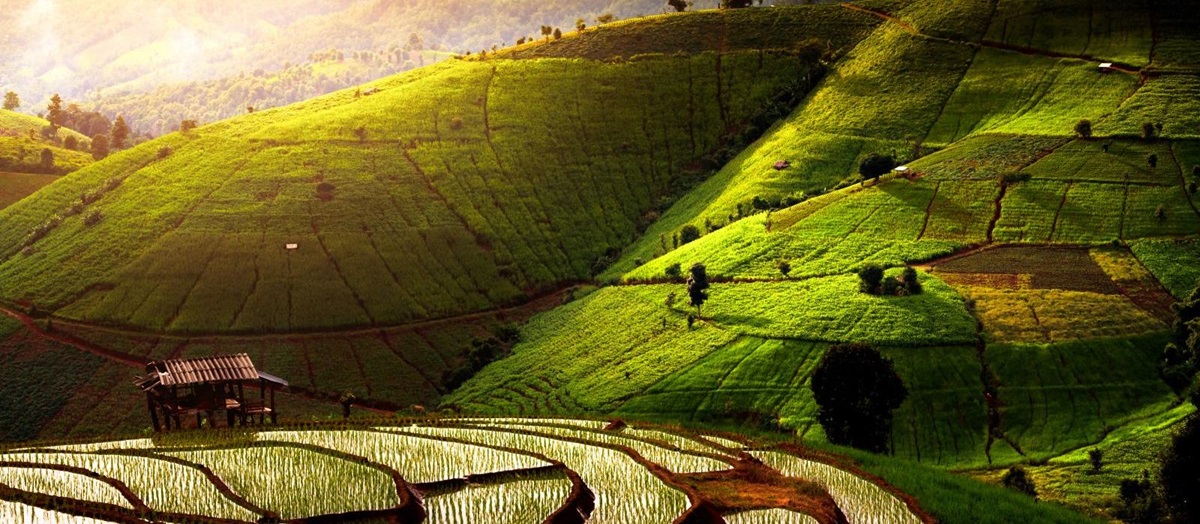 Rolling green rice plantations close to Chiang Mai in Thailand