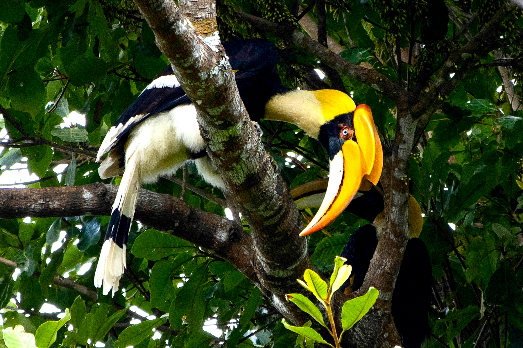 Hornbill spotted in the canopy at Khao Yai