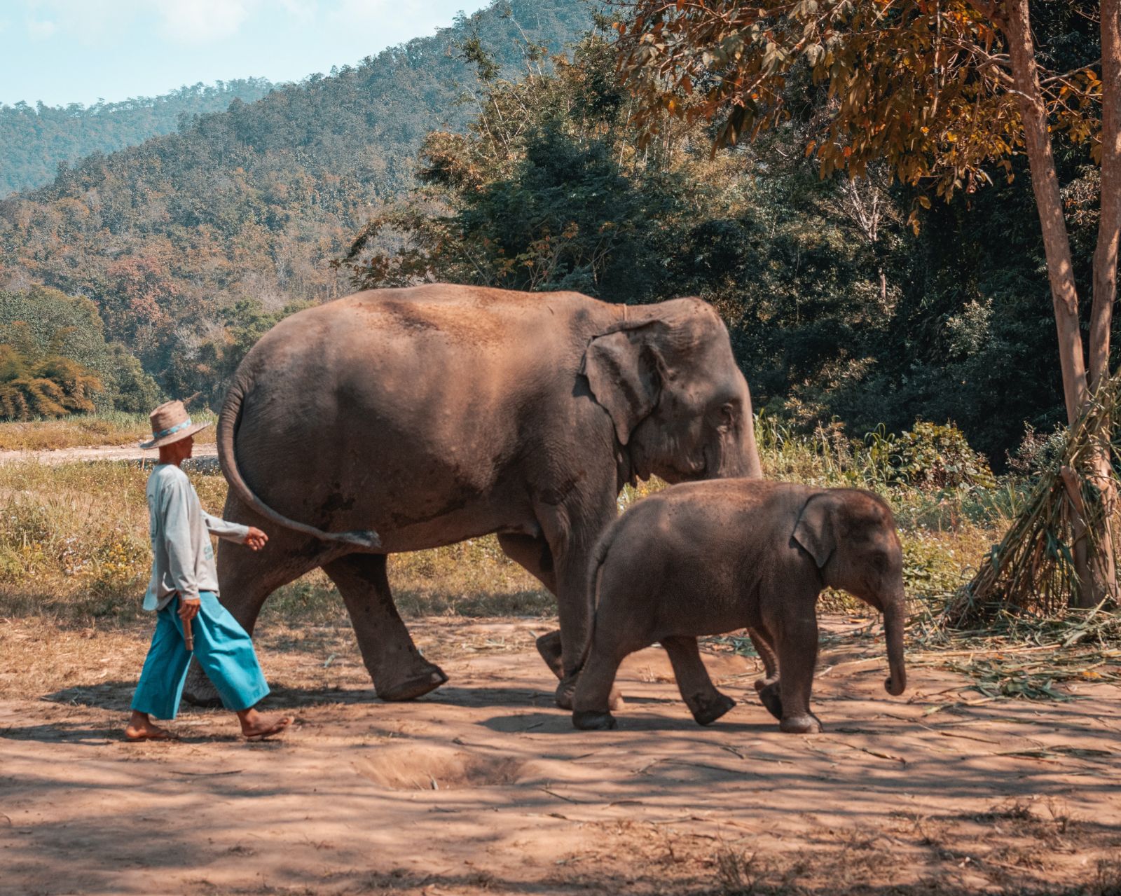 Man walking with an Asian elephant mother and its calf